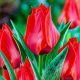 Tulipa - Julius Caesar / 10ks v balení