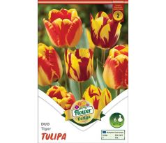 Tulipa - Duo Tiger