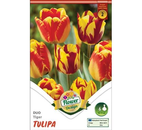 Tulipa - Duo Tiger