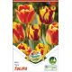 Tulipa - Duo Tiger / 6ks v balení