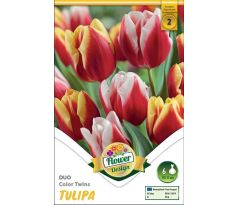 Tulipa - Duo Color Twins