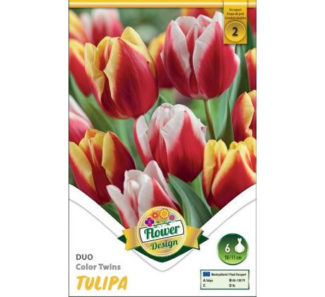 Tulipa - Duo Color Twins / 6ks v balení