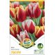 Tulipa - Duo Color Twins / 6ks v balení