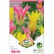 Tulipa - Duo Elegance / 6ks v balení