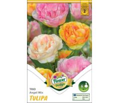 Tulipa - Trio Angel mix