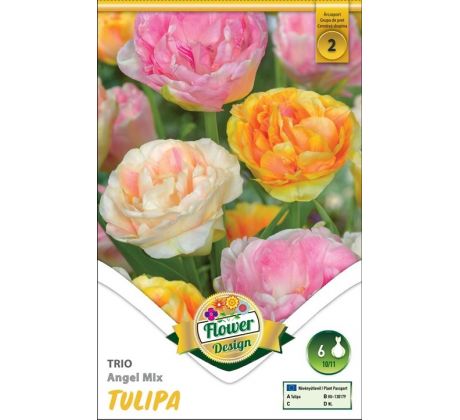 Tulipa - Trio Angel mix / 6ks v balení