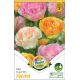 Tulipa - Trio Angel mix / 6ks v balení