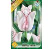Tulipa - Beauty Trend