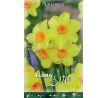 Narcissus - Martinette