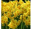 Narcissus - Martinette