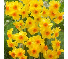 Narcissus - Martinette
