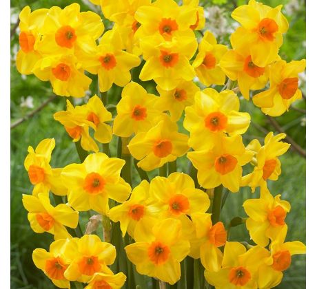 Narcissus - Martinette