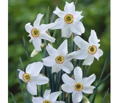 Narcissus poeticus var. Recurvus / 5ks v balení