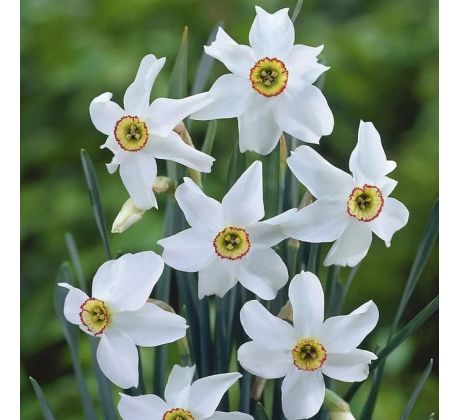 Narcissus poeticus var. Recurvus / 5ks v balení