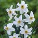 Narcissus poeticus var. Recurvus / 5ks v balení