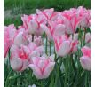 Tulipa - Beauty Trend