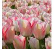 Tulipa - Beauty Trend