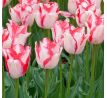 Tulipa - Beauty Trend