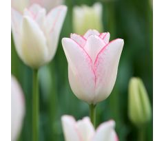 Tulipa - Beauty Trend