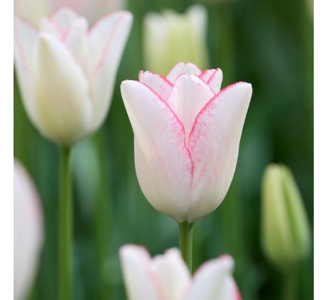 Tulipa - Beauty Trend