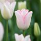 Tulipa - Beauty Trend / 6ks v balení