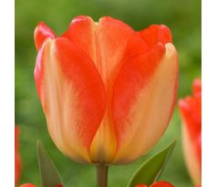 Tulipa - American Dream / 6ks v balení