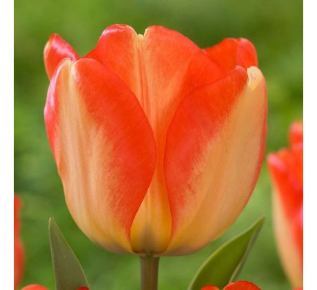 Tulipa - American Dream / 6ks v balení
