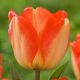 Tulipa - American Dream / 6ks v balení