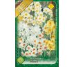 Narcissus multiflowered mixed / 8 ks v balení