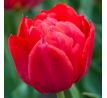 Tulipa - Abba / 6ks v balení