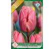 Tulipa - Pretty Princess / 5ks v balení