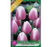 Tulipa -  Synaeda Blue / 7ks v balení