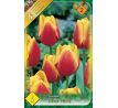 Tulipa - Kees Nelis / 6ks v balení