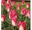 Tulipa - Page Polka / 5ks v balení