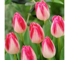 Tulipa - Page Polka / 5ks v balení
