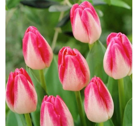 Tulipa - Page Polka / 5ks v balení