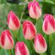 Tulipa - Page Polka / 5ks v balení