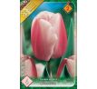 Tulipa - Ollioules / 6ks v balení