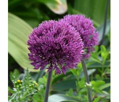 Allium - Dallas