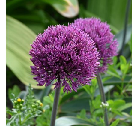 Allium - Dallas