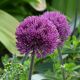 Allium - Dallas