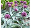 Allium - Dallas
