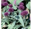 Allium - Dallas
