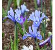 Iris - reticulata Alida