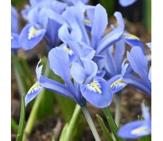 Iris - reticulata Alida