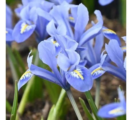 Iris - reticulata Alida