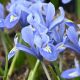 Iris - reticulata Alida