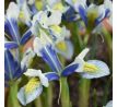 Iris - reticulata Sea Breeze