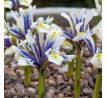 Iris - reticulata Sea Breeze