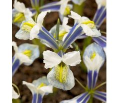 Iris - reticulata Sea Breeze